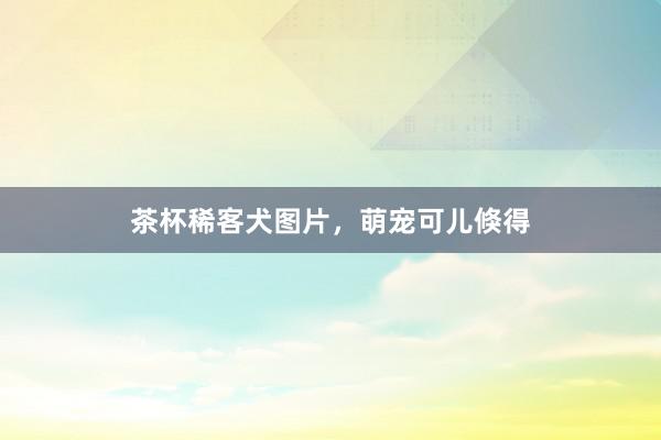 茶杯稀客犬图片，萌宠可儿倏得